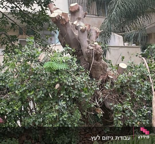 עץ גזום עם ענפים חתוכים וענפים ירוקים